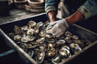 Farming oysters. Aquaculture farm dedicated to provide freshest and delicious oysters free from harmful contaminants. Generative AI.