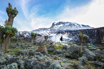 Raven flying over rocky camp area en route up Mount Kilimanjaro