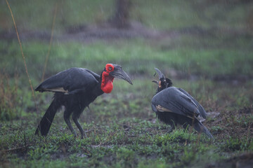 Wall Mural - Adult ground hornbill looking for food in the rain to feed its juvenile bird