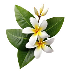 frangipani flower isolated on transparent background, PNG Generative AI