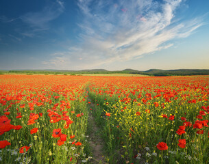 Wall Mural - Meadow of poppies at sunset.