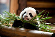 Adorable panda comiendo bambu