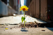© Microgen - Blooming Resilience - Sunflower Rising Through Concrete. Vibrant sunflower emerging from the cracks in concrete, a powerful symbol of resilience and growth in the face of adversity. Generative AI