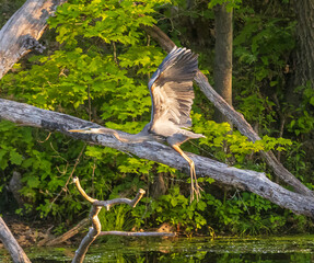 Sticker - Great blue heron flying over water