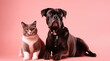 Cat and dog on pink background. Generative AI.