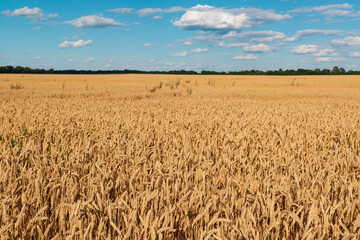 Poster - Sunny rye field with blue sky