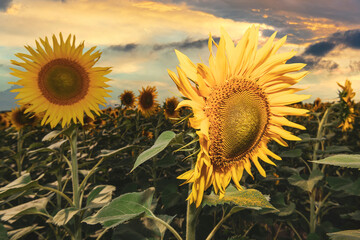 Canvas Print - Sunflower head waving on the wind with colorful sunset sky on the background