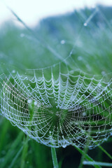 Wall Mural - beautiful cobwebs in tiny water drops on meadow, blurred natural green background. atmosphere abstract landscape with spider net in grass. summer season. rainy fresh morning