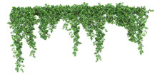 A Trail Of Realistic Ivy Leaves Or Ivy Green With Leaf. Png Transparency