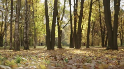 Wall Mural - Slow motion autumn background with fallen leaves in a park