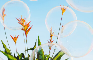 Aufkleber - Soap bubbles with tropical plants on blue sky background. 3d rendering