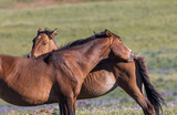 Fototapeta Zwierzęta - Wild Horses in the Pryor Mountains Montana in Summer