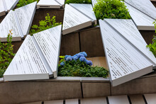 ビル屋外の壁面の緑化の紫陽花（2023年5月撮影）