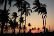 Palm trees silhouette at sunset. Barra beach. Inhambane province. Mozambique