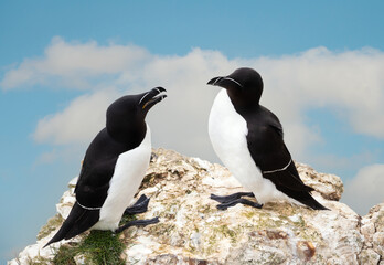 Wall Mural - close-up of two razorbills bonding on a cliff
