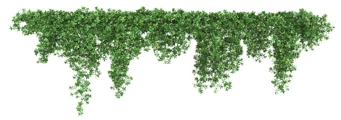 a trail of realistic ivy leaves or ivy green with leaf. png transparency