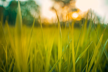 Wall Mural - Beautiful close up ecology nature landscape with meadow. Abstract grass background. Abstract natural freshness with beauty blurred bokeh environment. Inspirational nature concept, vintage colors