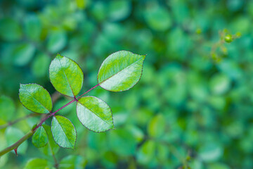 Sticker - Macro view of abstract green leaves with tiny purple red spikes texture, nature background, tropical exotic leaves. Best nature closeup. Vivid colors, forest natural textured view. Relax peaceful wall