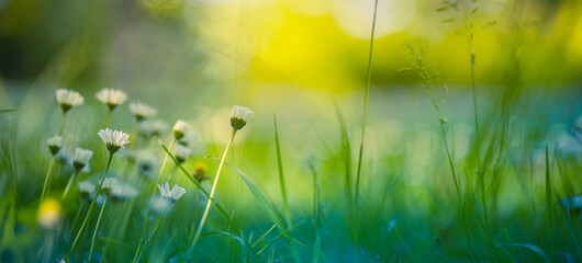 Wall Mural - Idyllic daisy bloom. Abstract soft focus sunset field. Landscape of white flowers blur grass meadow warm golden hour sunset sunrise time. Tranquil spring summer nature closeup bokeh forest background