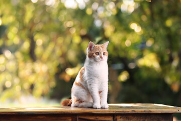 Wall Mural - Scottish fold kitten lying on wooden floor. Red Tabby kitten sitting in house. Cute pet look something with blurred background.