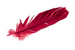 red feathers of a goose on a transparent isolated background. png	