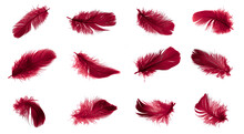 Red Feathers Of A Goose On A Transparent Isolated Background. Png	