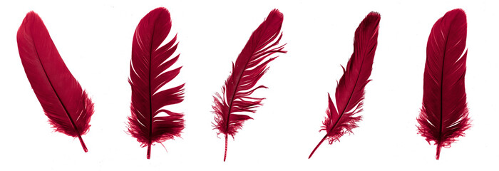 Wall Mural - red feathers of a goose on a transparent isolated background. png	