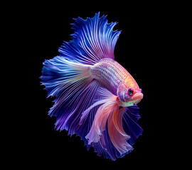 Wall Mural - Siamese fish with flower tail and fins. Colorful floral fighting betta fish isolated on black. Amazing exotic floral tropical fish ai generated illustration