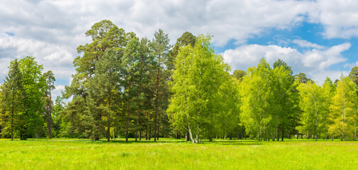 Wall Mural - Forest landscape and green spring grass field panorama
