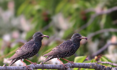 Wall Mural - Two starlings are sitting among green leaves on the same branch with cherries in their beak