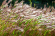 Close-up of wild barley (Hordeum spontaneum)