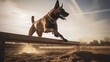 Belgian Malinois's Agility Training in the Field