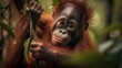 Orangutan Infant Clinging to its Mother