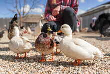 Group Of Ducks On Small Round Stones Ground, Blurred Farm Background, Close Detail, Shallow Depth Field Photo