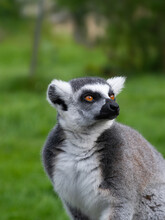 Portrait Of A Lemur On A Green Background With Expressive Eyes