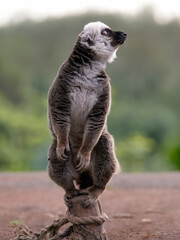 Wall Mural -  white-headed lemur (eulemur albifrons) on a beautiful blurred background