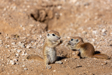 Sticker - Juvenile round-tailed ground squirrel, Xerospermophilus tereticaudus, siblings, playing and hanging out at the entrance to their burrow. Adorable and cute rodents in the Sonoran Desert. Tucson, AZ.