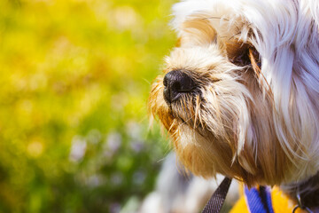 Wall Mural - A cute little dog Yorkshire Terrier breed portrait close up. Canine pet on green lawn in spring park. Hairy puppy muzzle Canine breeds Domestic animal on a walk outdoor. Smiling pup wit black wet nose