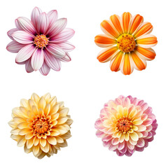 Wall Mural - Selection of Various Flowers Isolated on Transparent Background. Created with Generative AI Technology