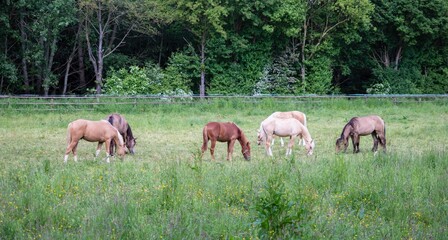Naklejka na meble young horses in a pasture of a ranch