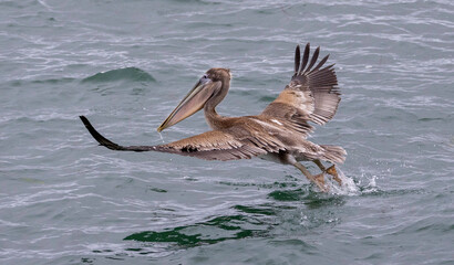 A Pelican in flight