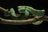 Fototapeta Zwierzęta - snake, viper, viper snake native to the island of Kalimantan, Indonesia, on a black background