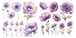 watercolor purple anemone flower clipart for graphic resources