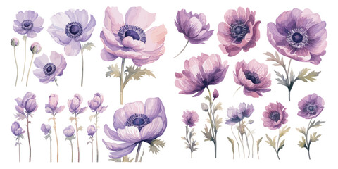 watercolor purple anemone flower clipart for graphic resources