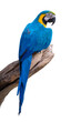 blue and yellow macaw. parrot sitting on the branch isolated on white background with clipping path.