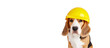 A beagle dog in a construction helmet on a white isolated background. Happy Labor Day Holiday. Banner.