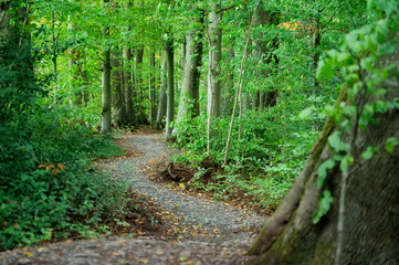 Naklejka na meble Ashton Court Estate, Bristol, UK