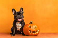 French Bulldog Sitting With A Jack O Lantern Pumpkin On An Orange Background For Halloween Created With AI Generative Tools