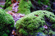 Close up of moss growing on an old fallen log