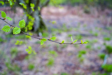 Close Up Of Fresh Green Spring Leaves Growing On A Thin Branch